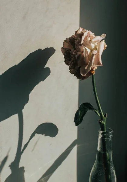 Вертикальний знімок однієї рожевої троянди в скляній пляшці з її тіні на стіні — стокове фото