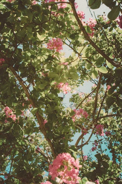 Красивий знімок цвітіння на рослинах і деревах в саду — стокове фото