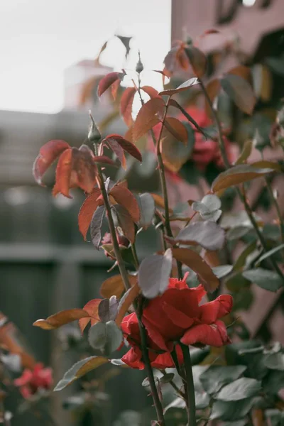 Beautiful shot of flowers and plants in a garden — Stock Photo, Image