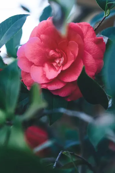 Vacker bild av blommor och växter i en trädgård — Stockfoto