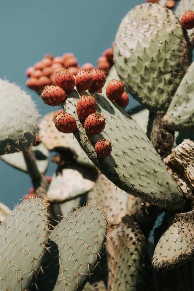 Primer plano vertical de hermosas ramas de cactus con fruta de durazno espinosa en ellas —  Fotos de Stock