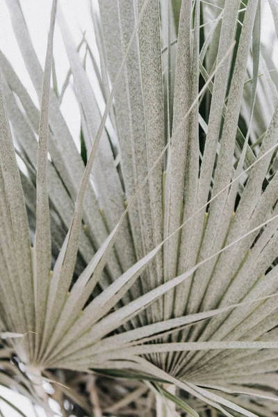 Belle photo de longues feuilles et plantes exotiques tropicales — Photo