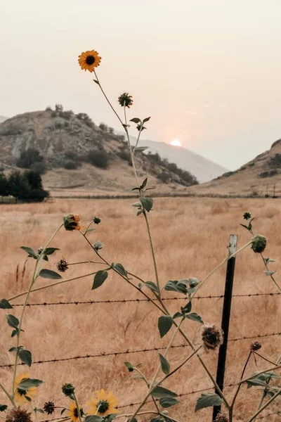 Vertical shot of yellow flowers growing near a barbwire fence — Stock Photo, Image