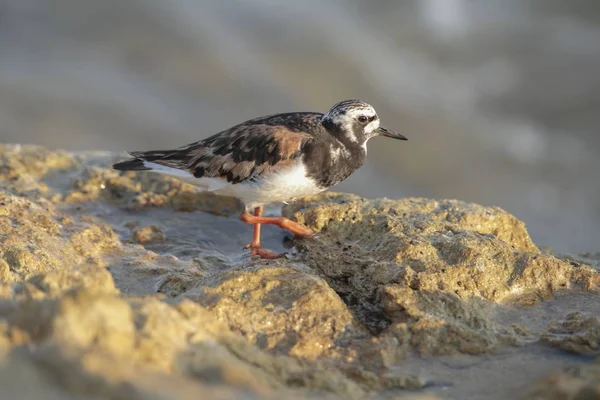 Adulte Ruddy turnstone Arenaria interprète — Photo