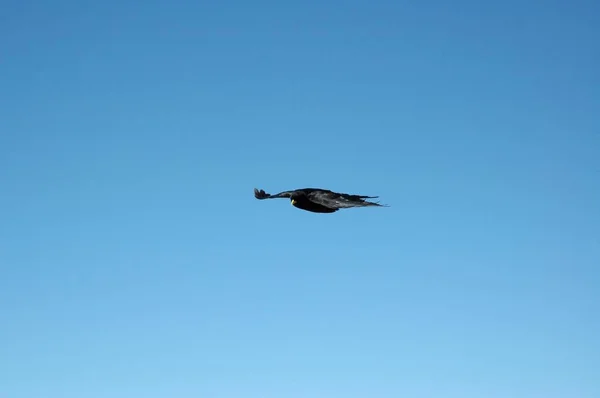 Largo tiro de um pássaro preto voando em um céu azul claro — Fotografia de Stock