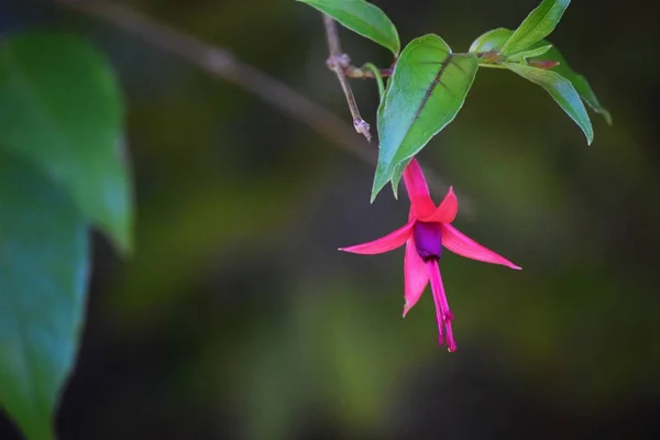 Крупним планом рожева квітка на гілці біля листя з розмитим природним фоном — стокове фото