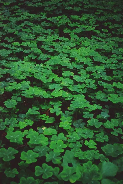 野原で育つ緑のクローバーの美しいショット — ストック写真