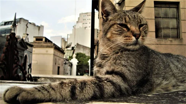 Κοντινό πλάνο μιας γάτας στο μπαλκόνι με θολά κτίρια στο παρασκήνιο — Φωτογραφία Αρχείου
