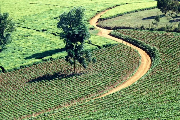 Ευρύ πλάνο δέντρων σε ένα πράσινο αγροτικό χωράφι καλυμμένο με γρασίδι — Φωτογραφία Αρχείου