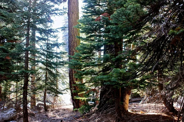 Hermoso paisaje de árboles forestales y vegetación — Foto de Stock