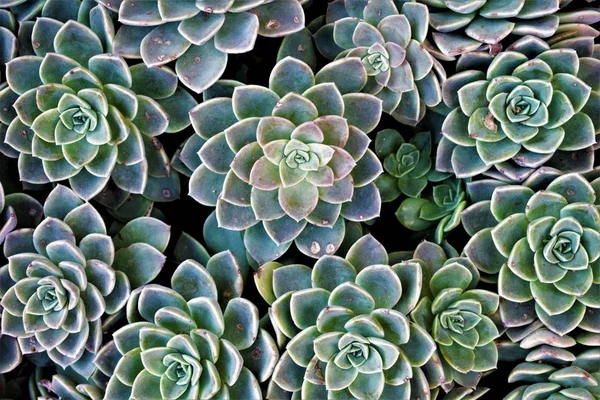 Overhead shot of Mexican snowballs near each other — ストック写真