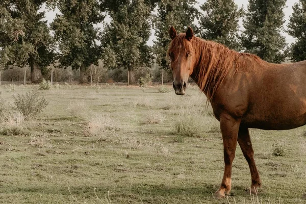 Schönes erwachsenes braunes Pferd auf einem Feld auf einer Ranch — Stockfoto