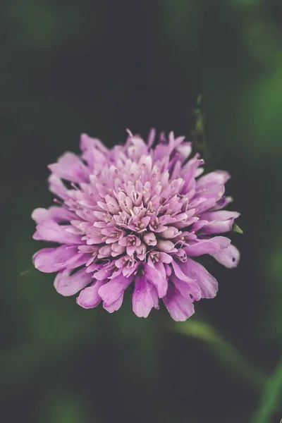 Closeup vertical tiro de uma flor rosa com um fundo borrado — Fotografia de Stock