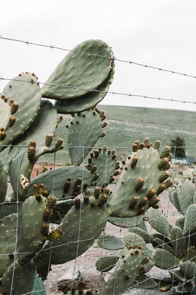 Primer plano de un hermoso árbol de cactus grande con largas ramas puntiagudas y fruta floreciente en ellos —  Fotos de Stock
