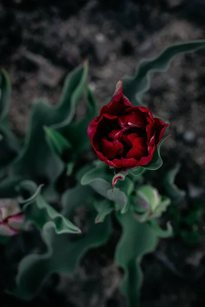 Pionowe zdjęcie selektywne czerwonego kwiatu róży z zielonymi liśćmi — Zdjęcie stockowe