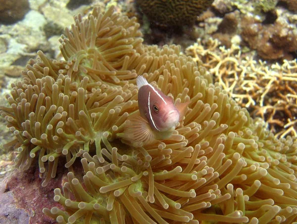 Selektive Nahaufnahme eines lila Fisches, der in Korallenriffen schwimmt — Stockfoto