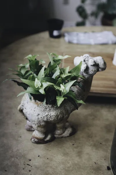소형 낙타 항아리에 들어 있는 귀엽고 작은 식물의 근접 사진 — 스톡 사진