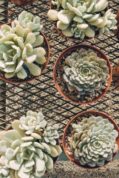 Vista aérea de hermosas plantas en macetas de cerámica sobre una superficie vallada —  Fotos de Stock