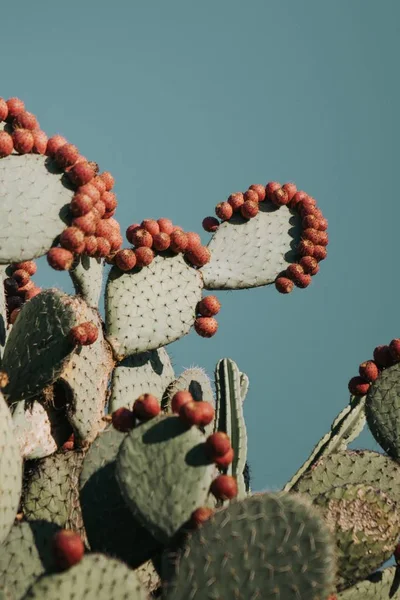 Tiro de close-up vertical de belos ramos de cactos com frutas de pêssego espinhosas neles — Fotografia de Stock