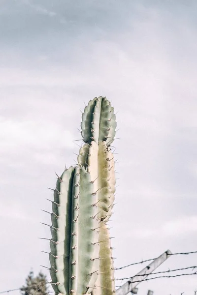 Vertical shot of cacti plant near a fence in a desert