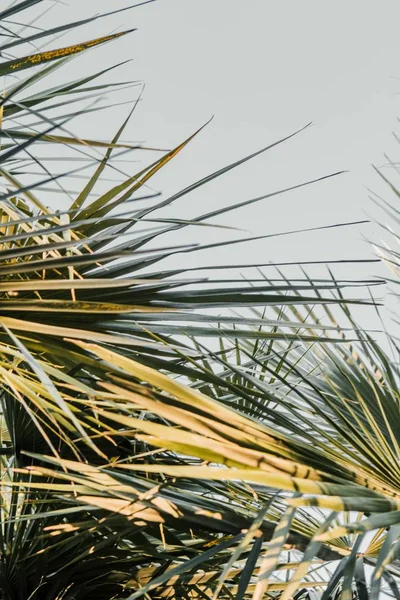 Belle photo de longues feuilles et plantes exotiques tropicales — Photo