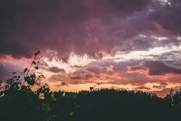 Szeroka sylwetka zdjęcia drzew i roślin pod różowym i pomarańczowym niebem z chmurami podczas zachodu słońca — Zdjęcie stockowe