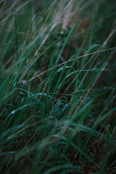 Vertikális szelektív Vértes shot nedves zöld fű — Stock Fotó