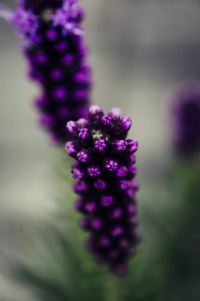 Vertikale Nahaufnahme eines violetten Lavendels mit einem unscharfen natürlichen Hintergrund — Stockfoto