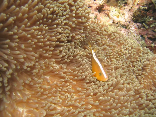 Primer plano selectivo de un pez amarillo nadando en los arrecifes de coral —  Fotos de Stock