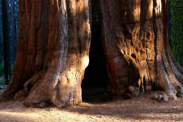 美丽的森林中一棵大茂树的特写镜头 — 图库照片