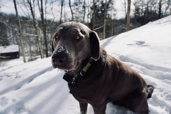 ぼやけた背景を持つ雪の丘の上に座っているかわいい犬のクローズアップショット — ストック写真