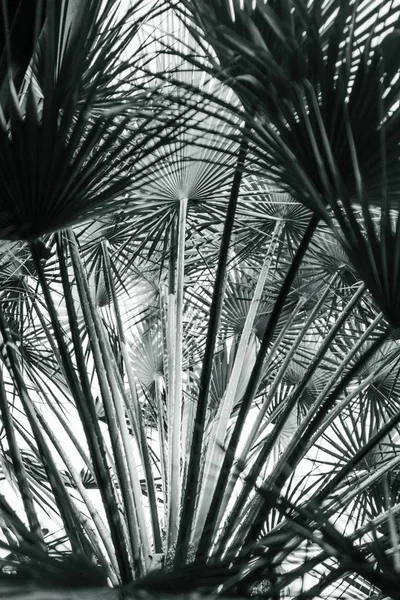 Krásný záběr dlouhých tropických exotických listů a rostlin — Stock fotografie