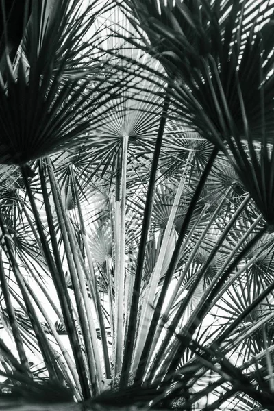 Hermosa toma de largas hojas exóticas tropicales y plantas — Foto de Stock