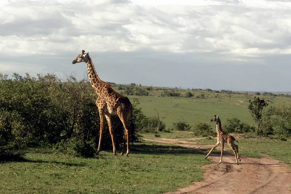 Gros plan de maman et de bébé girafes près d'un buisson dans un champ d'herbe — Photo