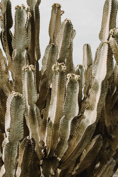 Primer plano de un hermoso árbol de cactus grande con largas ramas puntiagudas y fruta floreciente en ellos —  Fotos de Stock