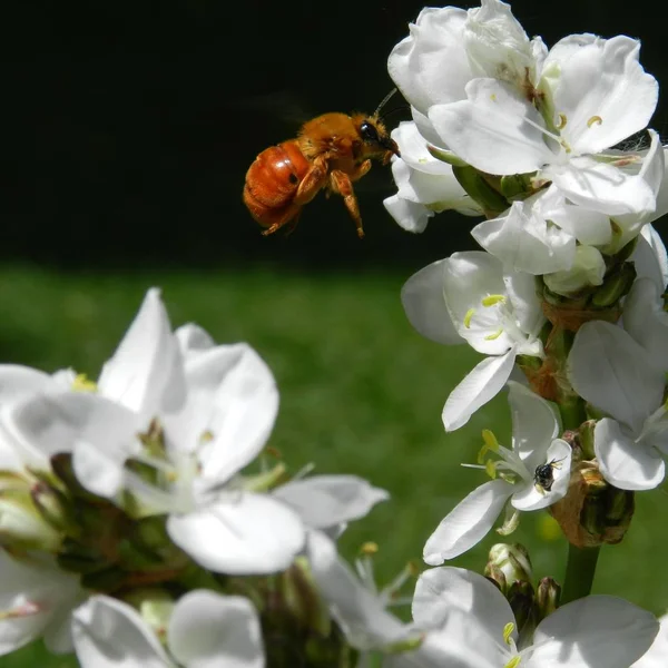 Κάθετη κοντινή λήψη μιας μέλισσας που πετάει κοντά στα λευκά λουλούδια με θολή φυσική υπόσταση — Φωτογραφία Αρχείου