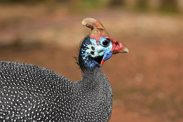 Close shot of a Guinea Fowl with a blurred field in the background — Stock Image Close shot of a Guinea Fowl with a blurred field in the background Royalty Free Stock Photos