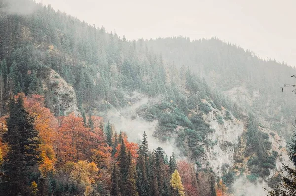 Gran cantidad de coloridos árboles cubiertos de niebla durante el frío clima otoñal en el campo — Foto de Stock