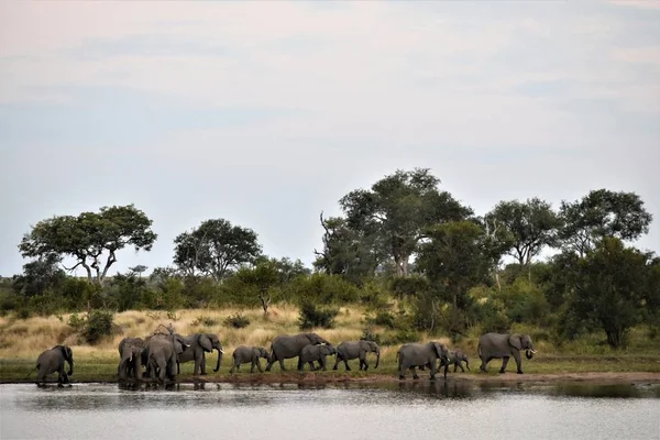 Beautiful shot of elephants in the water near the shore with trees and dry grass