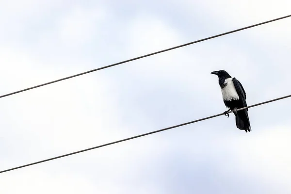 Aufnahme einer Krähe, die auf einem Draht mit unscharfem Hintergrund sitzt — Stockfoto