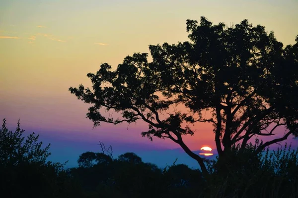 Silhuett av ett träd med en blå och lila himmel i bakgrunden vid solnedgången i Afrika — Stockfoto