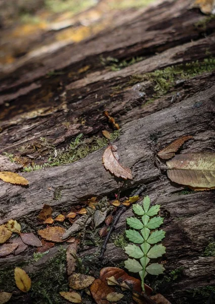 Vertical close-up tiro de folhas em uma rocha com fundo natural borrado — Fotografia de Stock