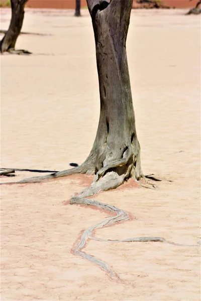 Tiro Vertical Raízes Árvores Secas Deserto Com Fundo Desfocado — Fotografia de Stock