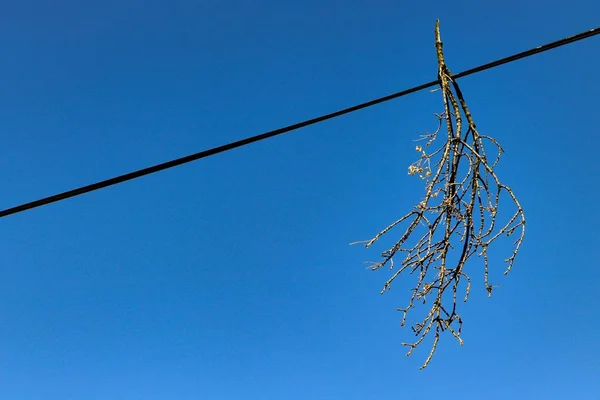 Tiro de ângulo baixo de um ramo de árvore em um arame com um céu claro no fundo — Fotografia de Stock