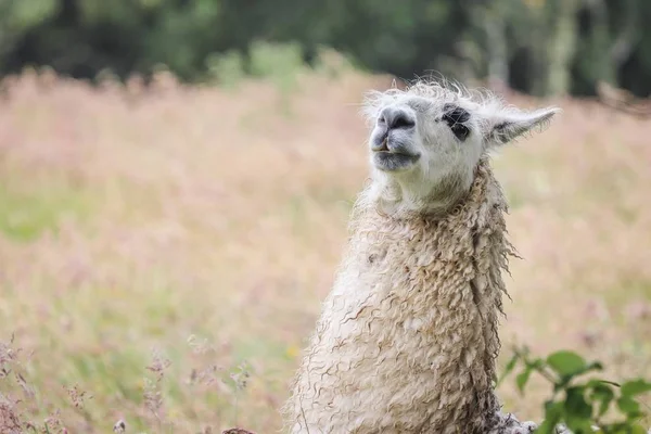 Plan rapproché d'un lama dans un champ herbeux sec avec un fond flou — Photo