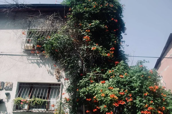 Gros plan de plantes et de fleurs vertes vivantes sur les murs d'une maison blanche — Photo