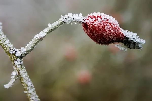 Selective closeup shot of a red frozen rosehip — Stock Photo, Image