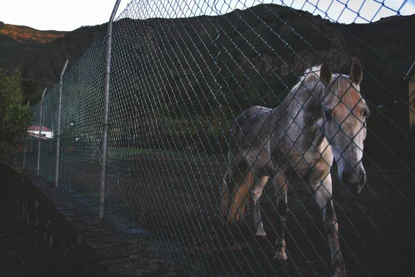 Krásná střela z koně za kovovým plotem, který kráčel k kameře — Stock fotografie