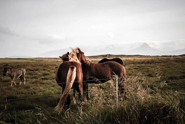 Tribù di pony selvatici in campagna piccolo campo agricolo — Foto Stock