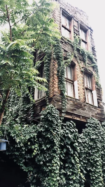 用绿色植物覆盖的棕色建筑物的垂直拍摄 — 图库照片